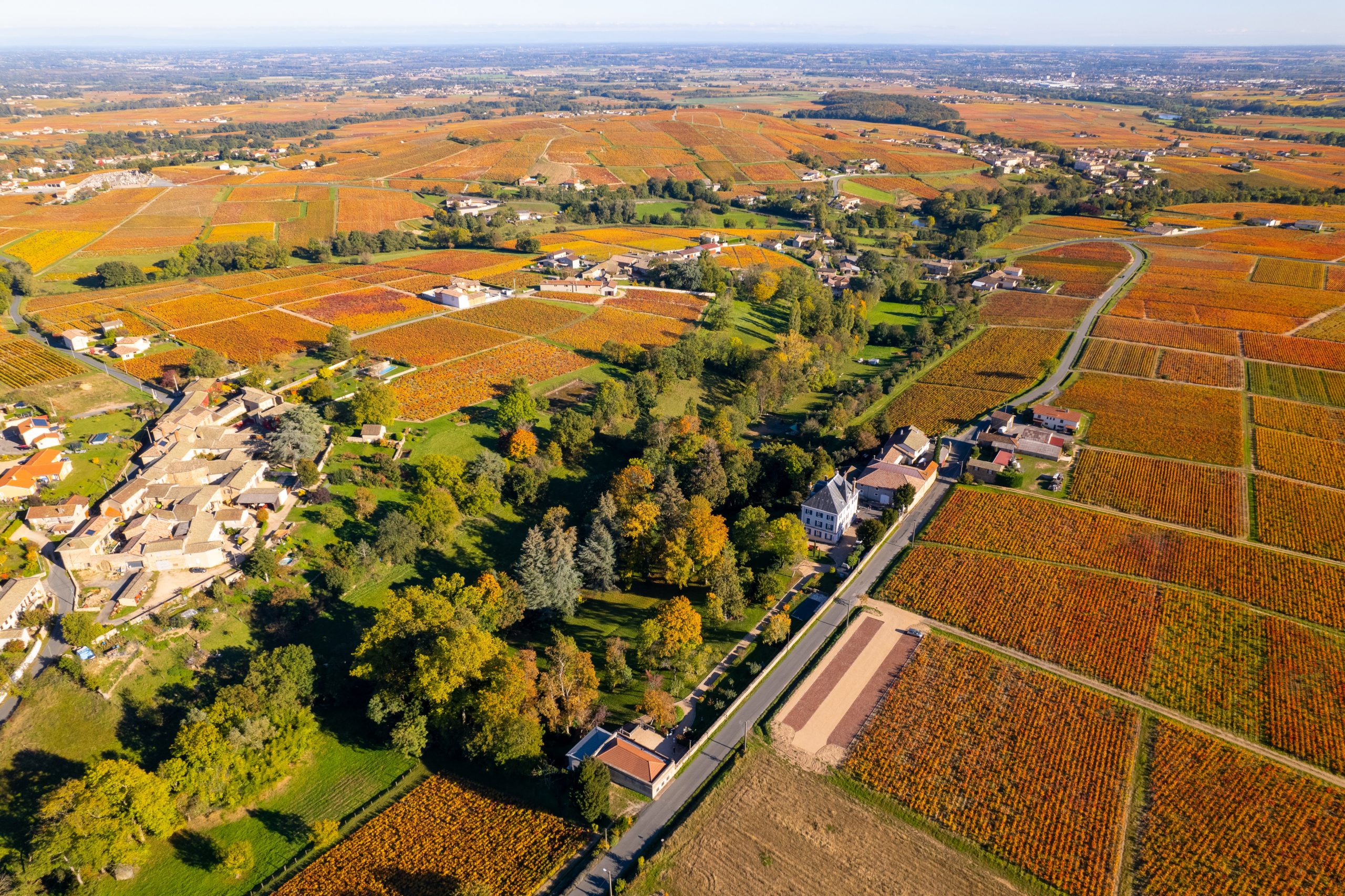 Vineyard-Chateau-Grange-Cochard